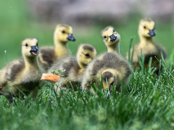 What's Block's Goose AI Agents? Definitely not another Agentic Harness